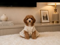 Toy poodle yavrularımız 2 aylık