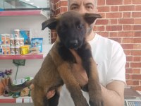 Belçika Kurdu Malinois Yavrular