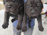 İTALYAN MASTİF CANE CORSO YAVRULARIMIZ