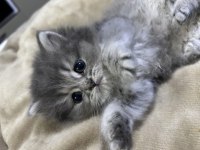 Bebek british longhair kedimiz