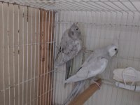 Garantili Takımlar