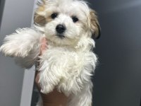 Morkie yavrum 2 buçuk aylık