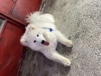 7 aylık bakımlı samoyed