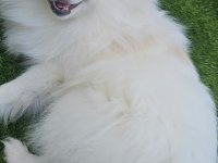 Pomeranian dişi beyaz prenses