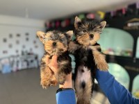 Tea Cup Yorkshire Terrier Yavrular Ziyarete Açık