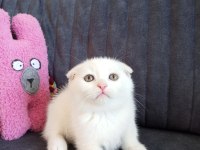 Scottish fold white
