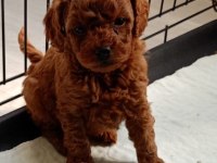 Kore kanı toy poodle bebeklerim