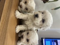 0 numara maltese terrier