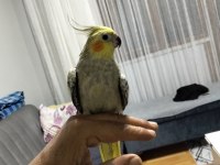 6 7 aylık sultan papağanı