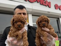 SHOW KALİTE TOY POODLE YAVRULARI FENOMEN PETS ANKARA