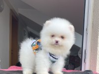 AYI SURAT POMERANİAN BOO YAVRULAR