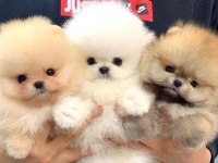 Pomeranian boo köpekler