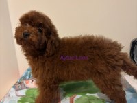 Dark Red Uslu Dişi Köpeğimiz