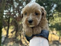 En kaliteli maltipoo yavruları