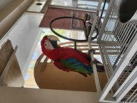 Bebek macaw