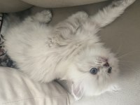 British blue point longhair 2 aylık yavrumuz