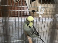 Albino bilezikli muhabbet kuşumuz