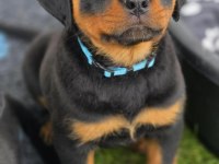 Dişi erkek rottweiler kapıda ödemeli güvenli sistem