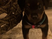 Aşıları Tam Rottweiler Yavru