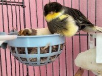 Hazır Takım Gloster Kanaryalar