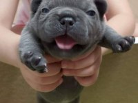 Blue fransız bulldog yavruları