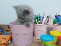 Safkan lilac british shorthair yavru
