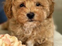 Maltipoo Yavrularımız