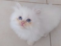 Harika bebeklerimiz