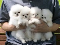 Luvpaw Dan Karbeyaz Pomeranian Boo Yavrumuz Prada