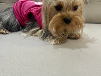 Yorkshire terrier kızımız