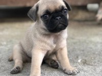 Mops erkek dişi uygun pug