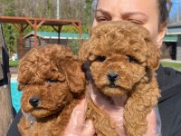 Red Brown Toy Poodle Yavruları İstanbul