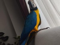 Macaw ara papağanı