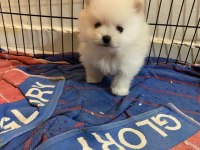 Orjinal Pomeranian
