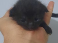 3 adet yavru 1.5 haftalık scottish fold