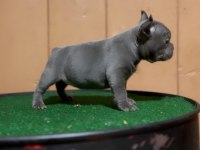 Mükemmel anatomi blue fransız bulldog bebekler