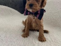 Maltipoo minikler