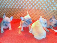 EXOTİC COMPAC BLUE QUAD FRENCH BULLDOG YAVRULAR İZMİR