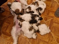 Orjinal shih tzu sahiplendirme