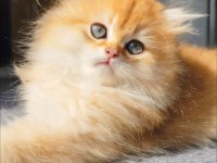 Yeni yuvasını arayan 2 buçuk aylık erkek british longhair