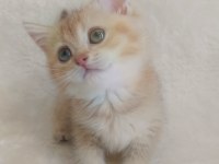 Minicik bebiş kediler