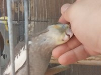 Yavru sultan wf albino ve grey 1 takim wf sultan