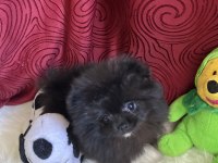 Teacup garantili black tan pomeranian