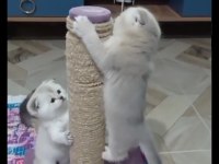 Yeni yuvalarını arıyoruz scottish fold
