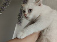 Orjinal safkan british shorthair yavrular