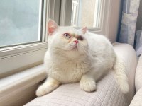 Erkek British Shorthair Kedimiz