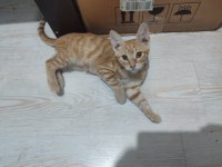 Sarman 2 Aylık Erkek Aydın Merkez