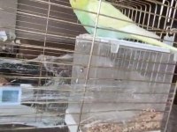 Yeme yeni düşmüş 1 aylık dişi muhabbet kuşu
