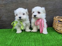 Kore Maltese