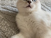 Silver scottish fold